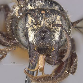 Media type: image;   Entomology 16201 Aspect: head frontal view